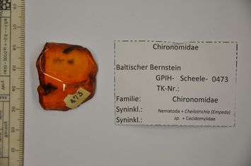 Vorschaubild Bernstein m. 2 Zuckmücken mit Wurm, Stelzmücke, Gallmücke